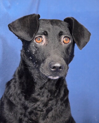 NERA - R E S E R V I E R T !!!!! freundlich, anhänglich, gelehrig, liebenswert, anfangs sehr ängstlich, Mischling - Hündin