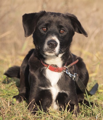 NERO - R E S E R V I E R T !!!!! freundlich, sensibel, lebhaft, neugierig, anhänglich, lernwillig, Mischling (Video auf HP) - Rüde