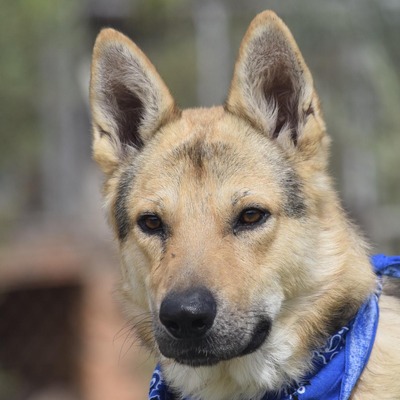 NERON - Ubeda, Schäferhund - kastriert - Hündin