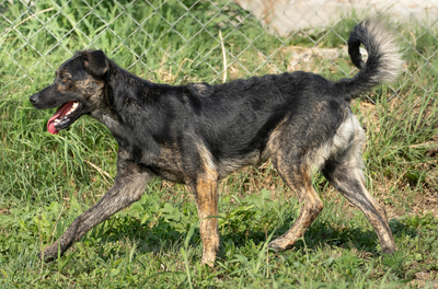 NESSIE - bewegungsfreudig, verschmust, anhänglich, verspielt, Mischling (Video auf HP) - Hündin