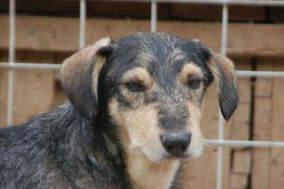 NESTOR Yoschi in Oberösterreich, Schnauzermix - Rüde