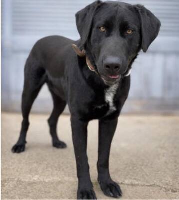 NEWTON, Pastor Mallorquin - Rüde