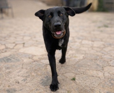 NEWTON, Pastor Mallorquin - Rüde