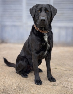 NEWTON, Pastor Mallorquin - Rüde