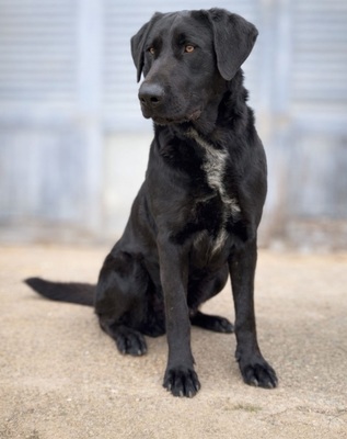 NEWTON, Pastor Mallorquin - Rüde