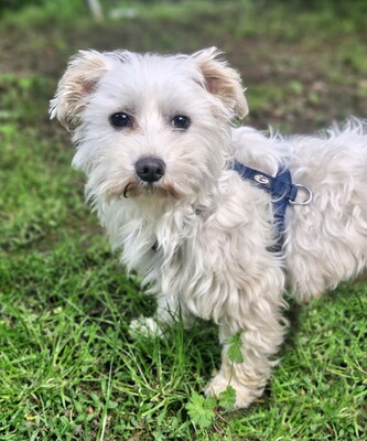 NICHOLAS - NOTFALL!!!!! SUCHT DRINGEND EIN NEUES ZUHAUSE!!!!! freundlich, anhänglich, liebenswert, zunächst sehr ängstlich, Malteser Mischling - Betreuungsplatz NÖ - Rüde