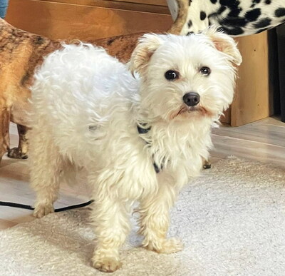 NICHOLAS - NOTFALL!!!!! SUCHT DRINGEND EIN NEUES ZUHAUSE!!!!! freundlich, anhänglich, liebenswert, zunächst sehr ängstlich, Malteser Mischling - Betreuungsplatz NÖ - Rüde