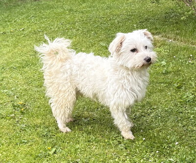 NICHOLAS - NOTFALL!!!!! SUCHT DRINGEND EIN NEUES ZUHAUSE!!!!! freundlich, anhänglich, liebenswert, zunächst sehr ängstlich, Malteser Mischling - Betreuungsplatz NÖ - Rüde