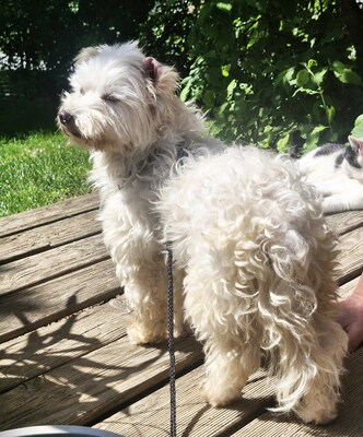 NICHOLAS - NOTFALL!!!!! SUCHT DRINGEND EIN NEUES ZUHAUSE!!!!! freundlich, anhänglich, liebenswert, zunächst sehr ängstlich, Malteser Mischling - Betreuungsplatz NÖ - Rüde