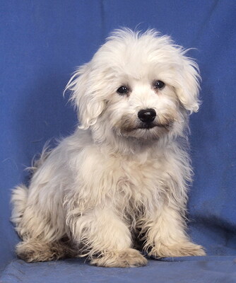 NICHOLAS - R E S E R V I E R T !!!!! sehr lieb und anhänglich, verspielt, lebhaft, gelehrig, katzenverträglich, anfangs etwas ängstlich, Malteser Welpen - Rüde