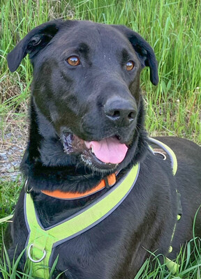 NICKI, Perro de Pastor Mallorquin - Rüde