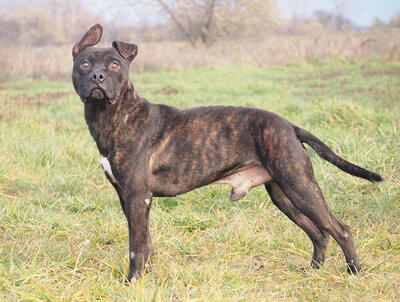 NICO - sehr freundlich und menschenbezogen, temperamentvoll, gelehrig und kooperativ, in neuen Situationen noch ängstlich und unsicher, American Staffordshire Terrier (Video-Link vorhanden) - Rüde
