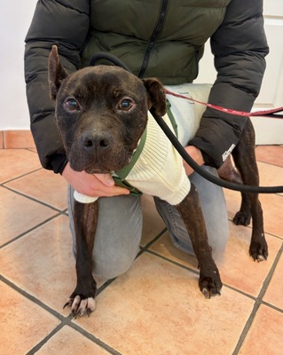 NICO - sehr freundlich und menschenbezogen, temperamentvoll, gelehrig und kooperativ, in neuen Situationen noch ängstlich und unsicher, American Staffordshire Terrier (Video-Link vorhanden) - Rüde