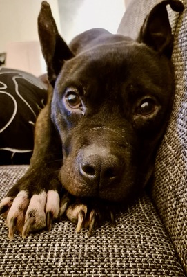 NICO - sehr freundlich und menschenbezogen, temperamentvoll, gelehrig und kooperativ, in neuen Situationen noch ängstlich und unsicher, American Staffordshire Terrier (Video-Link vorhanden) - Rüde