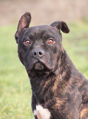 NICO - sehr freundlich und menschenbezogen, temperamentvoll, gelehrig und kooperativ, in neuen Situationen noch ängstlich und unsicher, American Staffordshire Terrier (Video-Link vorhanden) - Rüde