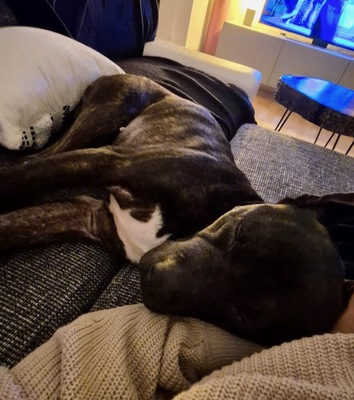 NICO - sehr freundlich und menschenbezogen, temperamentvoll, gelehrig und kooperativ, in neuen Situationen noch ängstlich und unsicher, American Staffordshire Terrier (Video-Link vorhanden) - Rüde
