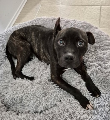 NICO - sehr freundlich und menschenbezogen, temperamentvoll, gelehrig und kooperativ, in neuen Situationen noch ängstlich und unsicher