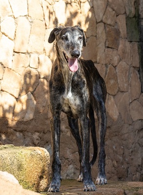 NICOLASA, Galgo Espagnol - Hündin