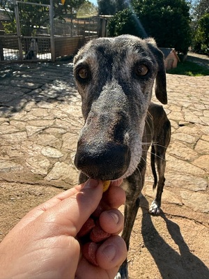 NICOLASA, Galgo Espagnol - Hündin