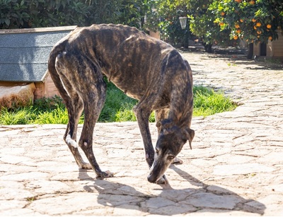 NICOLASA, Galgo Espagnol - Hündin