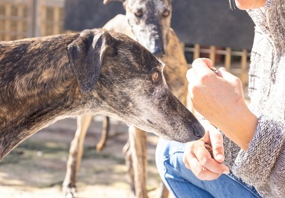 NICOLASA, Galgo Espagnol - Hündin