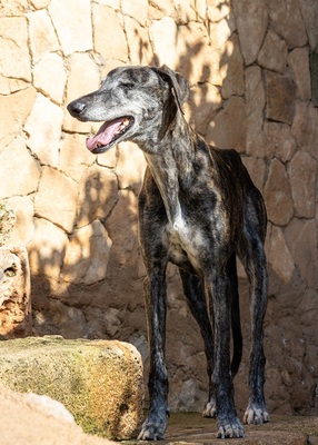 NICOLASA, Galgo Espagnol - Hündin