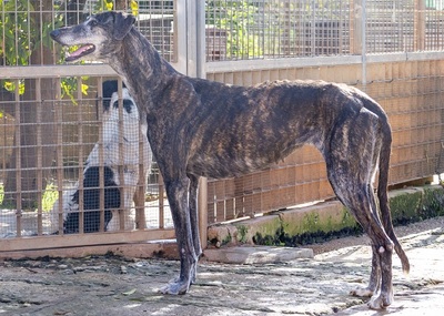 NICOLASA, Galgo Espagnol - Hündin