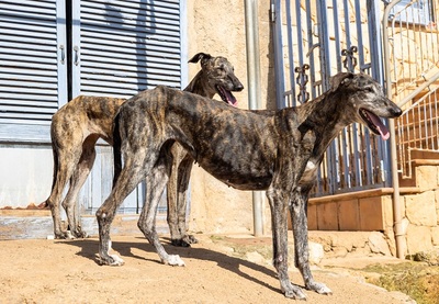 NICOLASA, Galgo Espagnol - Hündin