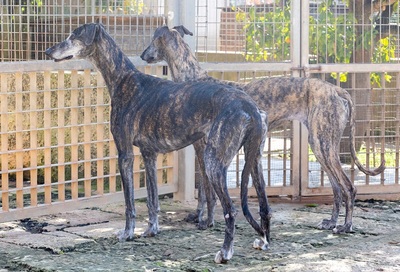 NICOLASA, Galgo Espagnol - Hündin