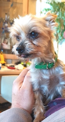 NICOLAUS, YORKIEMIX - Rüde