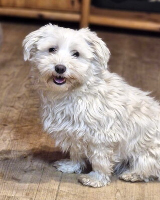 NIKI - freundlich, neugierig, anhänglich, lebhaft, zunächst sehr ängstlich