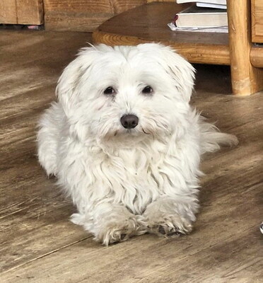 NIKI - freundlich, neugierig, anhänglich, lebhaft, zunächst sehr ängstlich, Malteser Mischling (Video auf HP) - Betreuungsplatz NÖ - Rüde