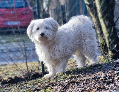 NIKI - freundlich, neugierig, anhänglich, lebhaft, zunächst sehr ängstlich, Malteser Mischling (Video auf HP) - Betreuungsplatz NÖ - Rüde