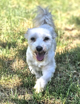 NIKI - freundlich, neugierig, anhänglich, lebhaft, zunächst sehr ängstlich, Malteser Mischling (Video auf HP) - Betreuungsplatz NÖ - Rüde
