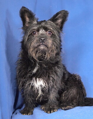 NIKITA - R E S E R V I E R T !!!!! liebenswert und freundlich, fröhlich, anhänglich, verschmust, lebhaft, gelehrig, anfangs etwas ängstlich, Mischling - Hündin