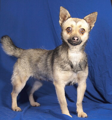 NIKITA - R E S E R V I E R T !!!!! sehr lieb, aufgeweckt, neugierig, bewegungsfreudig, intelligent, Mischling - Hündin