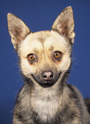 NIKITA - R E S E R V I E R T !!!!! sehr lieb, aufgeweckt, neugierig, bewegungsfreudig, intelligent, Mischling - Hündin