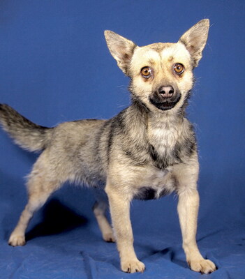 NIKITA - R E S E R V I E R T !!!!! sehr lieb, aufgeweckt, neugierig, bewegungsfreudig, intelligent, Mischling - Hündin