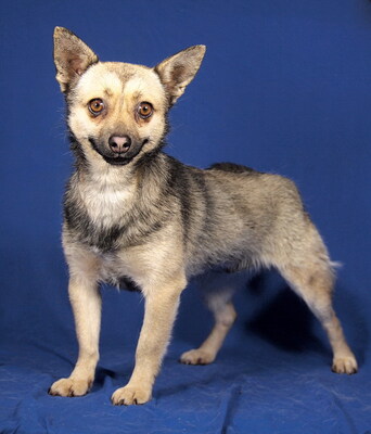 NIKITA - sehr lieb, aufgeweckt, neugierig, bewegungsfreudig, intelligent