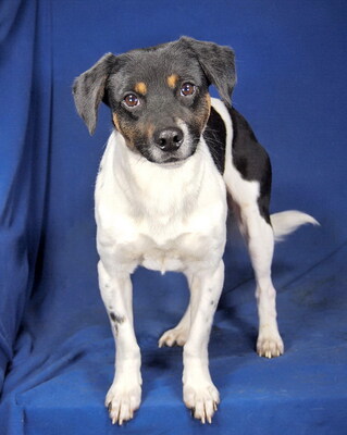 NIKO - sehr freundlich, offenes Wesen, intelligent, anhänglich, neugierig