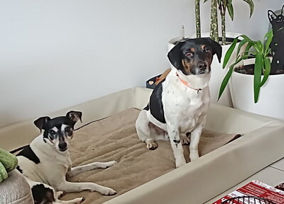 NIKO - sehr freundlich, offenes Wesen, intelligent, anhänglich, neugierig, Mischling (Video auf HP) - Betreuungsplatz OÖ - Rüde