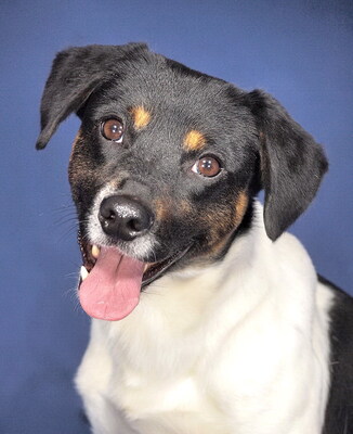 NIKO - sehr freundlich, offenes Wesen, intelligent, anhänglich, neugierig, Mischling (Video auf HP) - Betreuungsplatz OÖ - Rüde