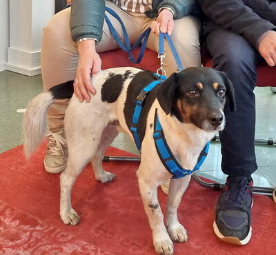 NIKO - sehr freundlich, offenes Wesen, intelligent, anhänglich, neugierig, Mischling (Video auf HP) - Betreuungsplatz OÖ - Rüde