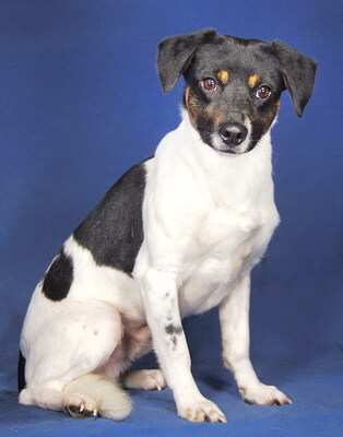 NIKO - sehr freundlich, offenes Wesen, intelligent, anhänglich, neugierig, Mischling (Video auf HP) - Betreuungsplatz OÖ - Rüde