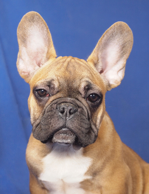 NILUS - menschenorientiert, fröhlich, verspielt, lebhaft, verschmust, gelehrig, Französische Bulldogge - Rüde