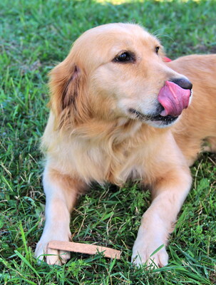 NINA - R E S E R V I E R T !!!!! freundlich und sanft, anhänglich, lebhaft, verschmust, gelehrig, anfangs vorsichtig und schüchtern, Golden Retriever (Video auf HP) - Hündin