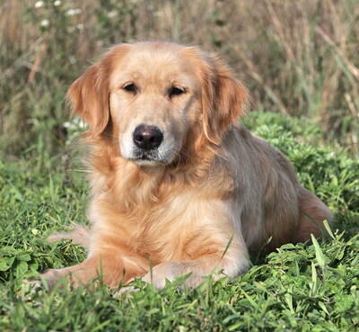 NINA - R E S E R V I E R T !!!!! freundlich und sanft, anhänglich, lebhaft, verschmust, gelehrig, anfangs vorsichtig und schüchtern, Golden Retriever (Video auf HP) - Hündin