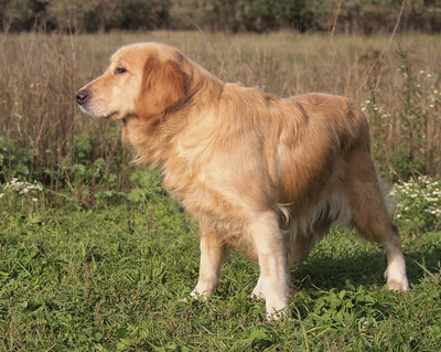 NINA - R E S E R V I E R T !!!!! freundlich und sanft, anhänglich, lebhaft, verschmust, gelehrig, anfangs vorsichtig und schüchtern, Golden Retriever (Video auf HP) - Hündin