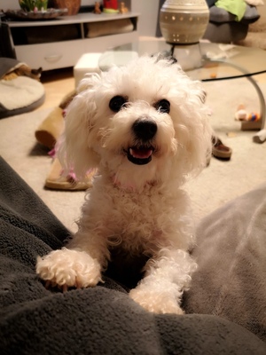 NINICKA Nina, Bichon-Pudelmix - Hündin