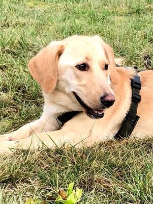 NIVEA, Labi-Dackelmix - Hündin